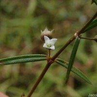 Scleromitrion diffusum (Willd.) R.J.Wang
